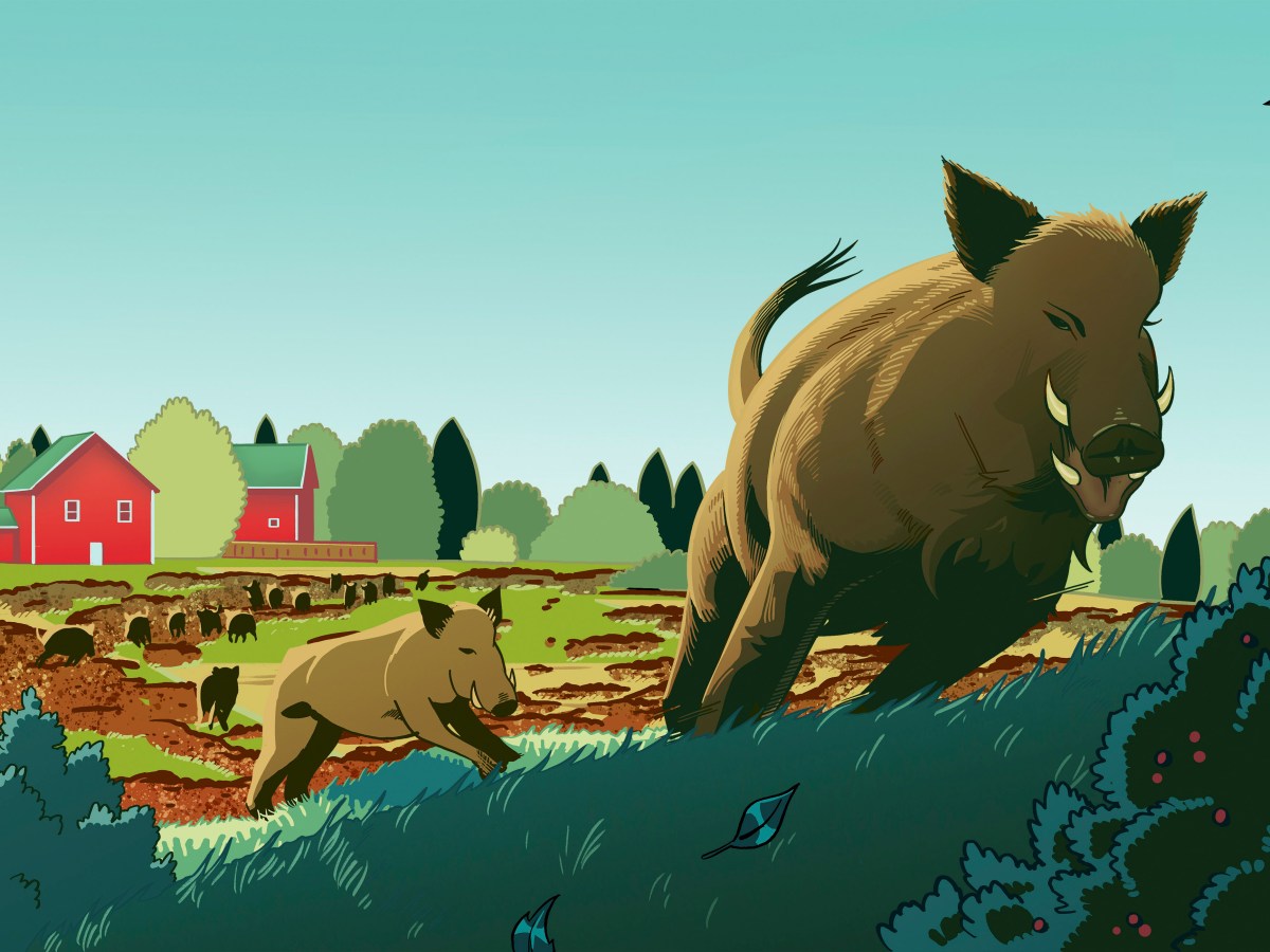 Wild boars are invading&nbsp;Canada